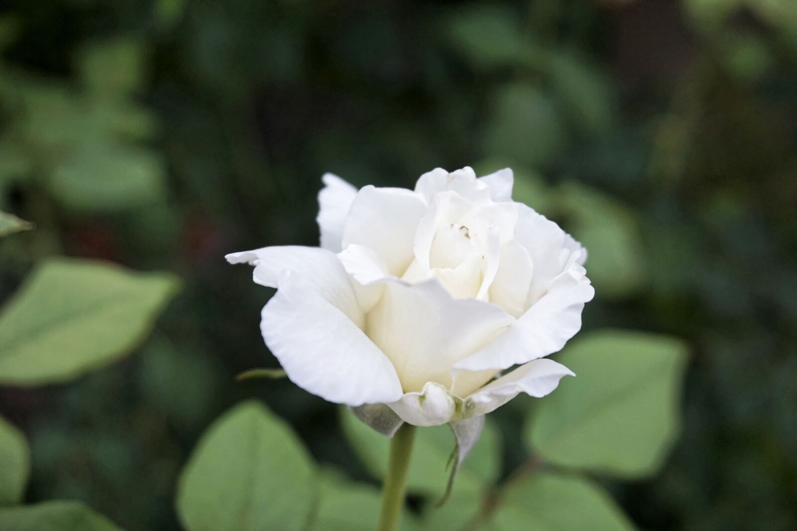 Sony a6000 sample photo. White rose, romance, flower photography