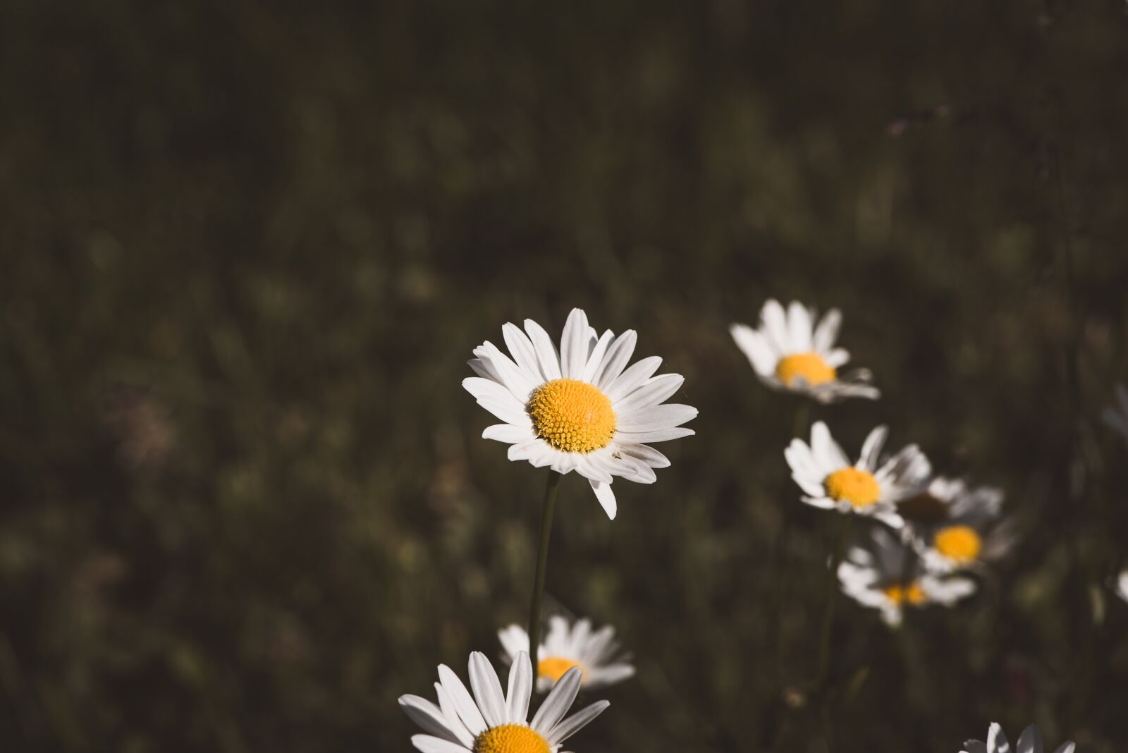 Nikon D750 sample photo. Flowers, wildflowers, daisies photography