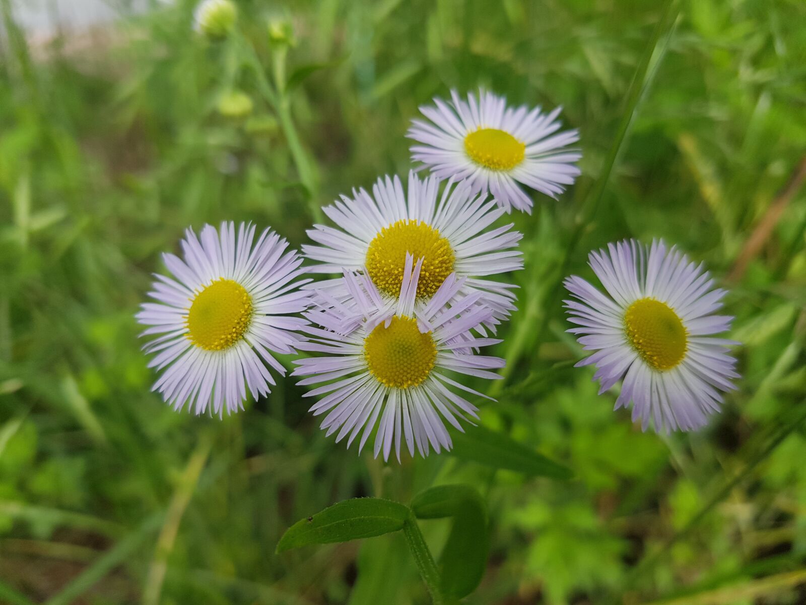 Samsung Galaxy S7 sample photo. White flowers, flowers, spring photography