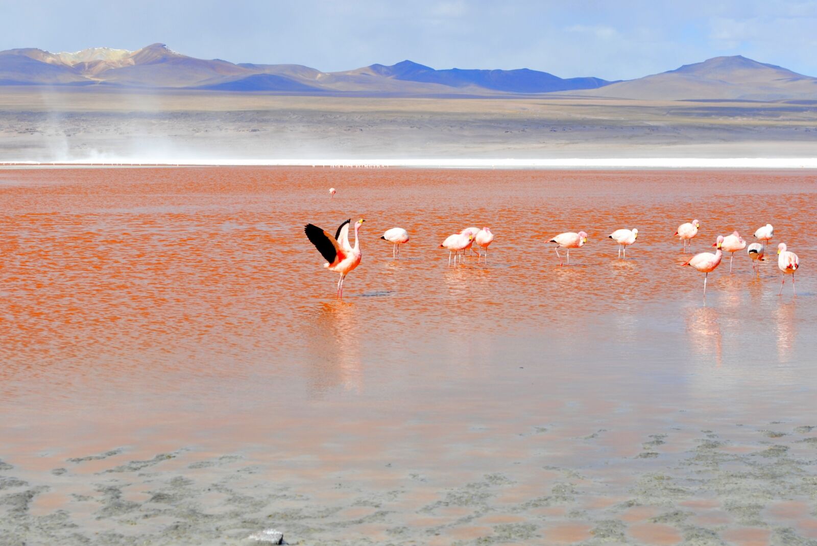 Nikon D3000 sample photo. Flamingo, red lagoon, bolivia photography