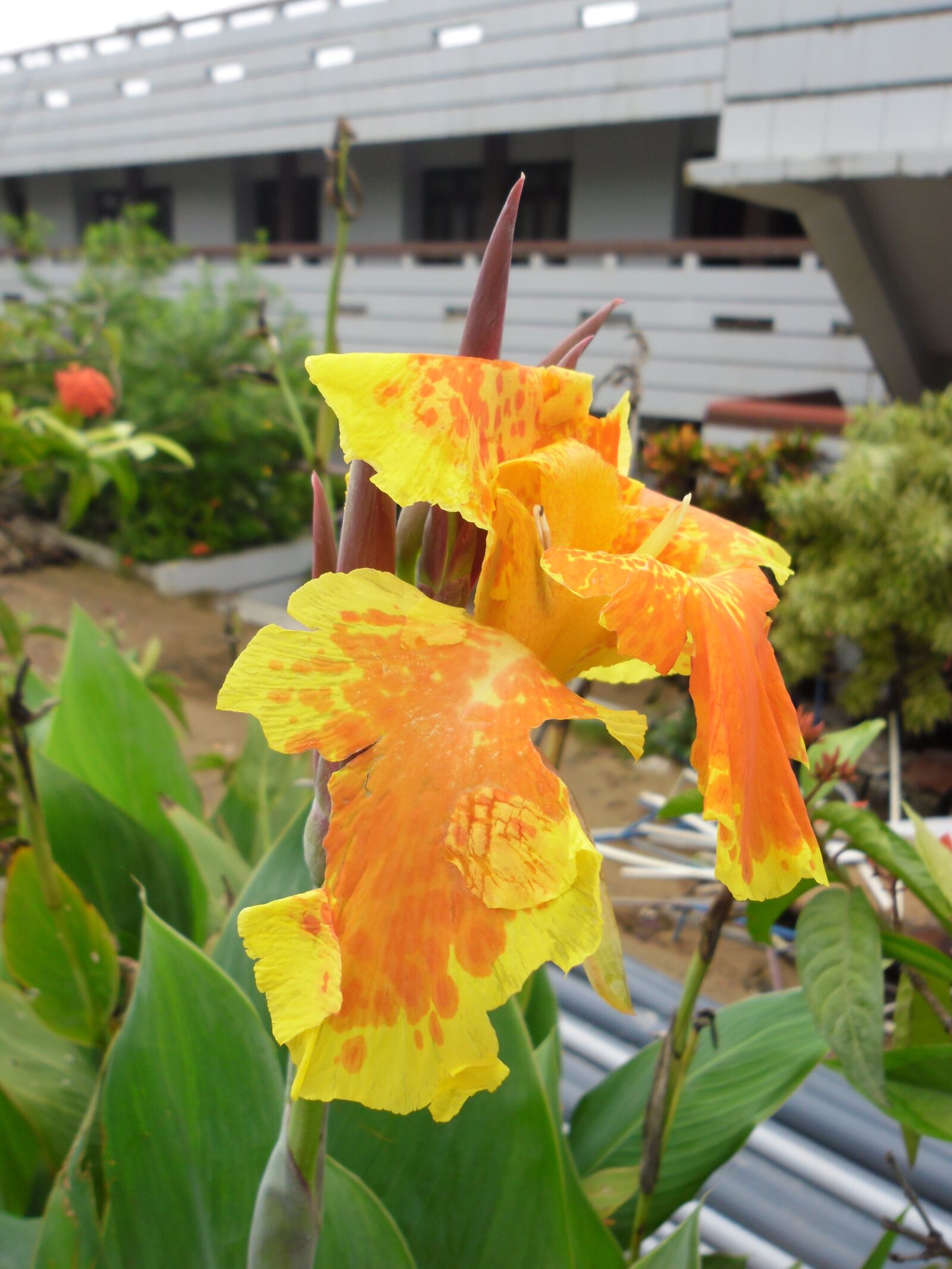Samsung ES30/VLUU ES30 sample photo. Yellow flowers, hibiscus, yellow photography