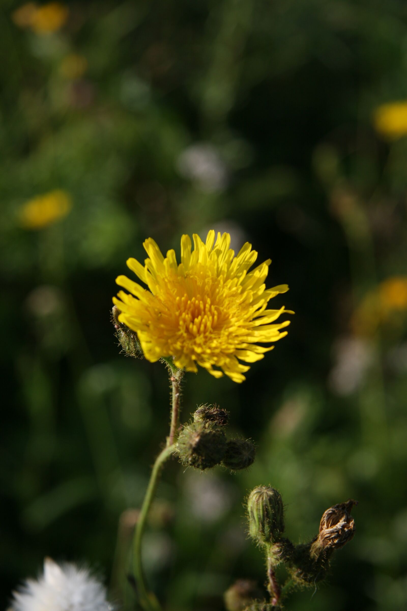 Canon EOS 30D sample photo. Summer, sweden, flower photography
