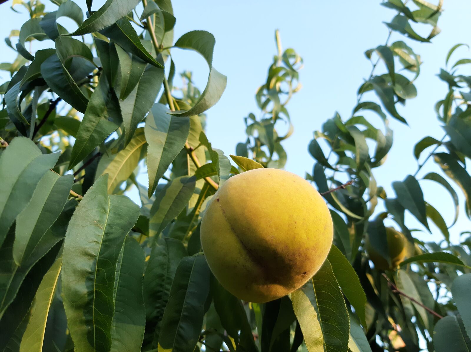 Samsung Galaxy A50 sample photo. Fruit, peach, sky photography