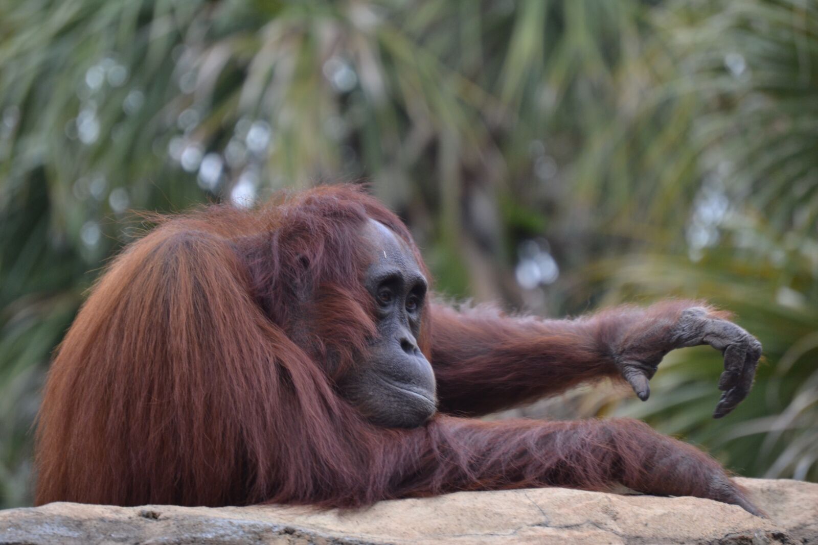 Nikon D3100 sample photo. Mono, fauna, ape photography