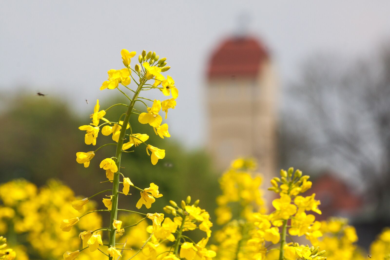 Canon EOS 50D sample photo. Oilseed rape, water tower photography