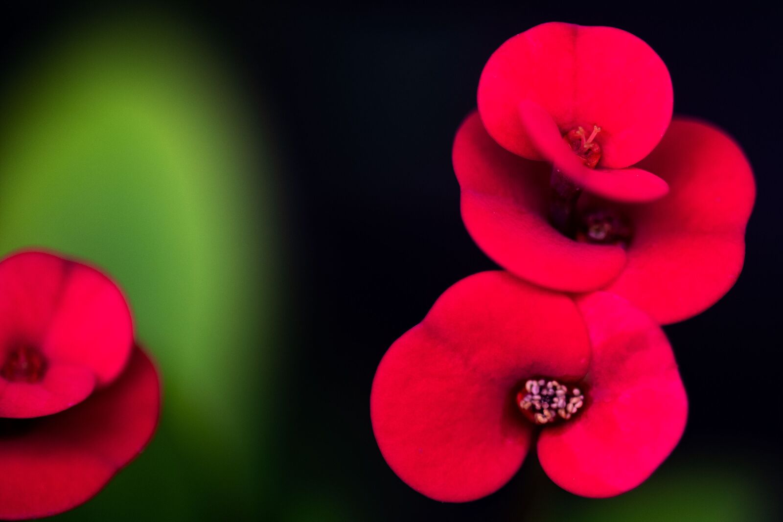 Nikon D850 sample photo. Flowers, cactus, plants photography