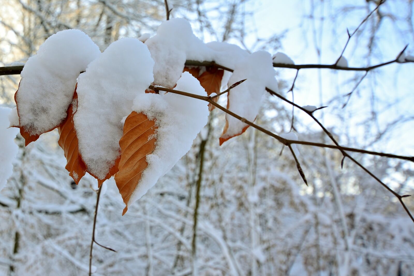 Nikon D5200 sample photo. Winter, snow, frozen photography