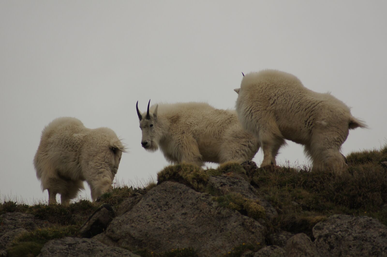 Sony SLT-A55 (SLT-A55V) sample photo. Social, goats, top photography