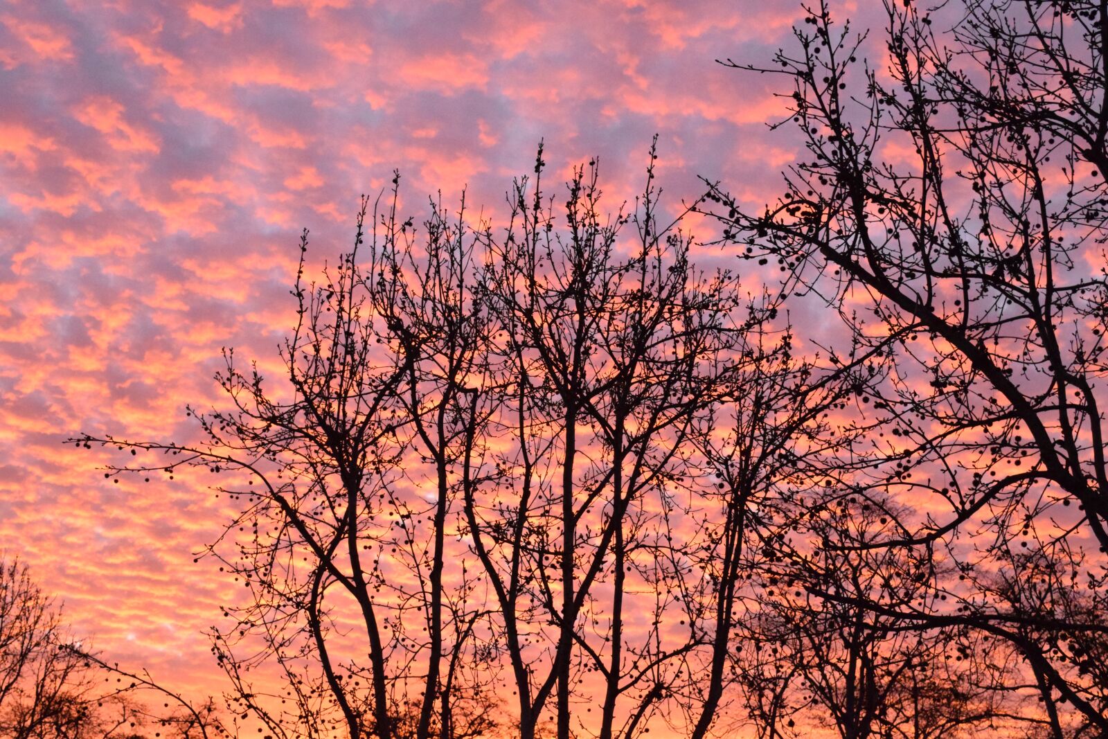Nikon D3300 sample photo. Sunset, trees, clouds photography