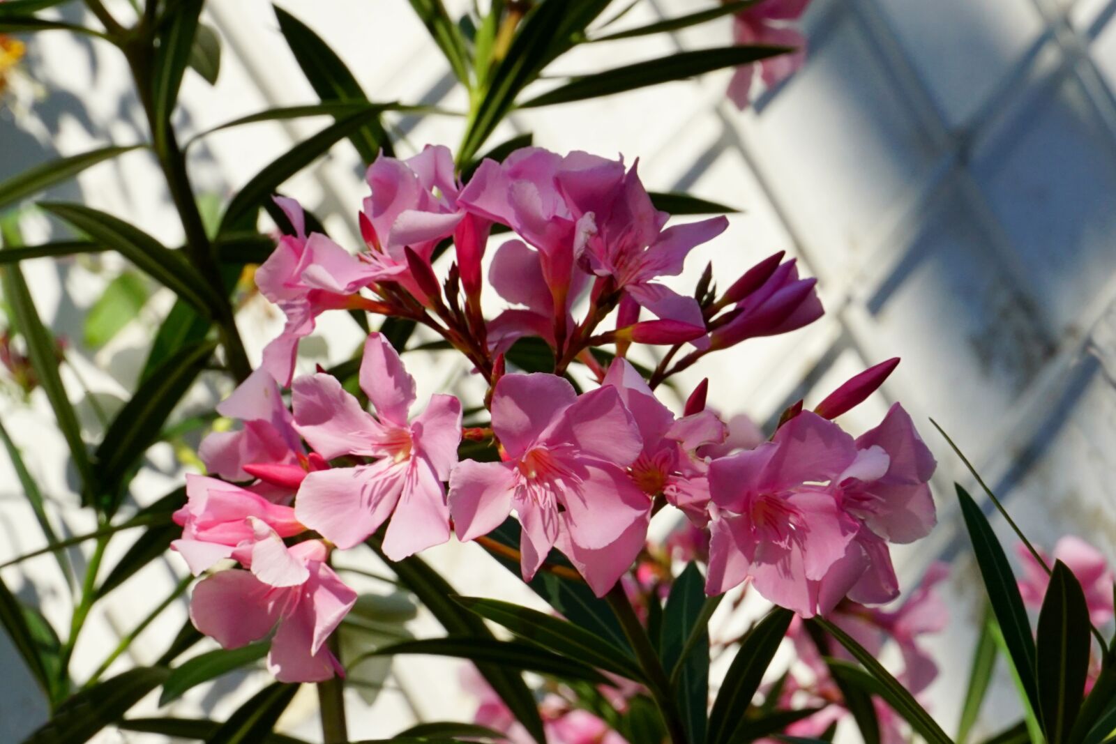 Sony E 18-135mm F3.5-5.6 OSS sample photo. Nature, plant, oleander photography