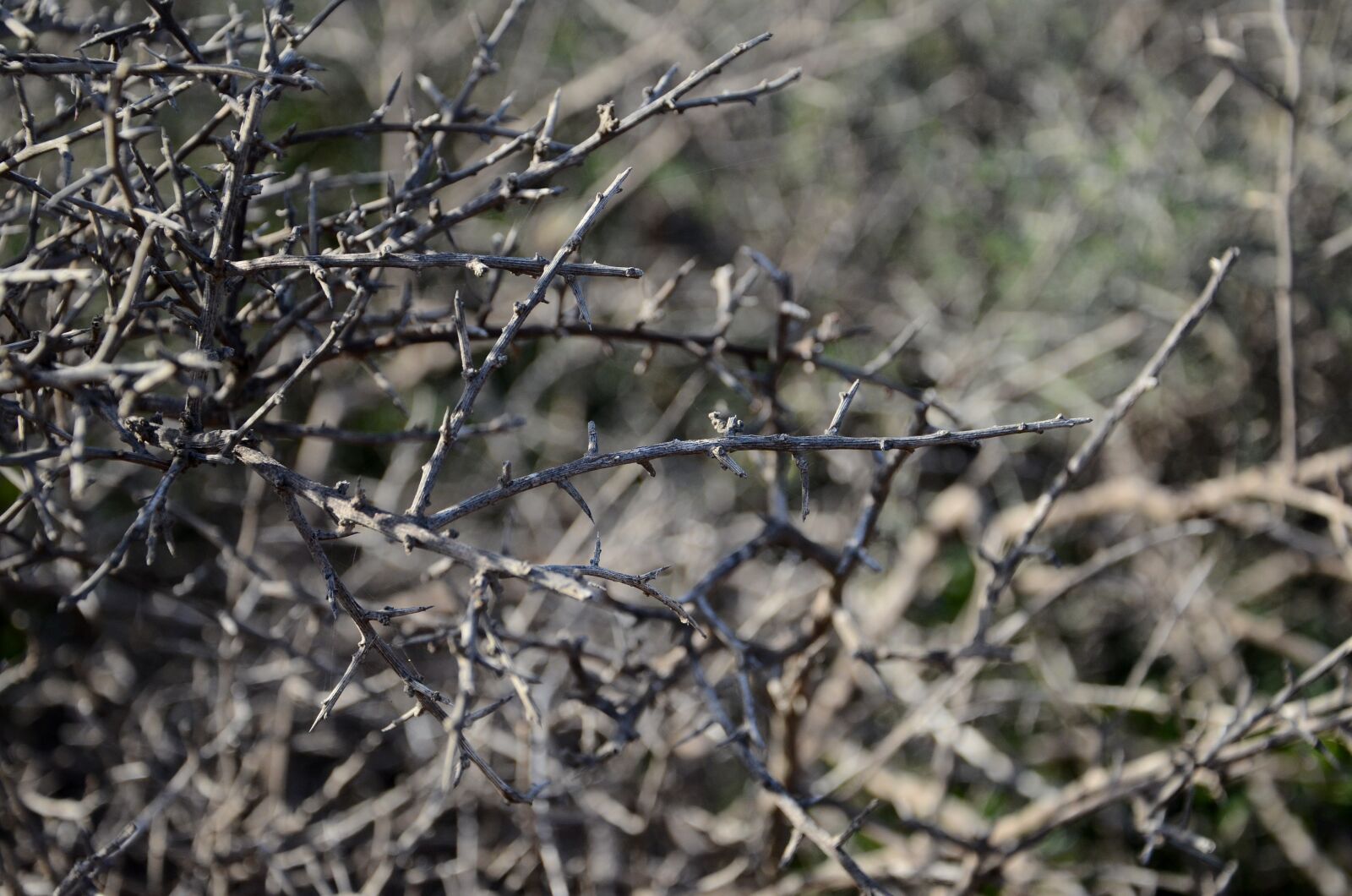 Nikon D7000 sample photo. Bush, thorns, thorn photography