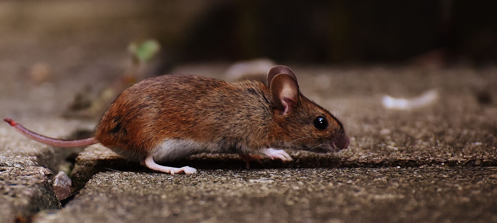 Nikon D7200 sample photo. Mouse, rodent, cute photography