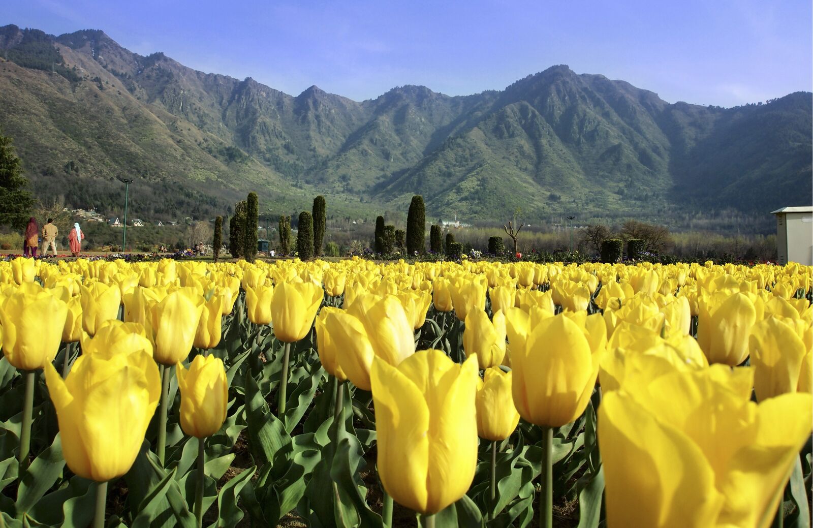 Nikon D70 sample photo. Flower, tulips, spring photography