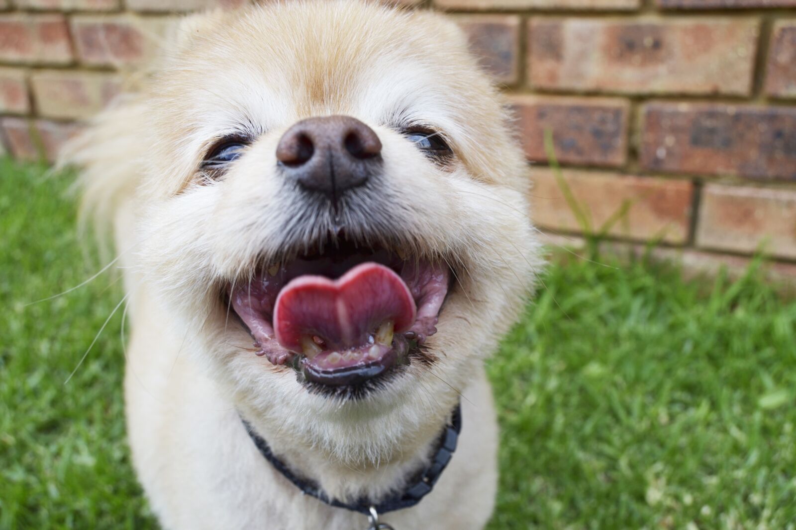 Nikon D3100 sample photo. Dog, puppy, canine photography