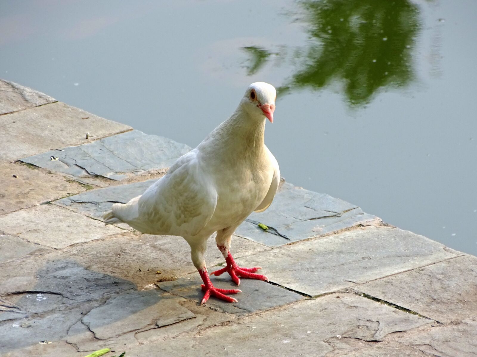 Sony Cyber-shot DSC-HX400V sample photo. Pigeon, bird, animal photography