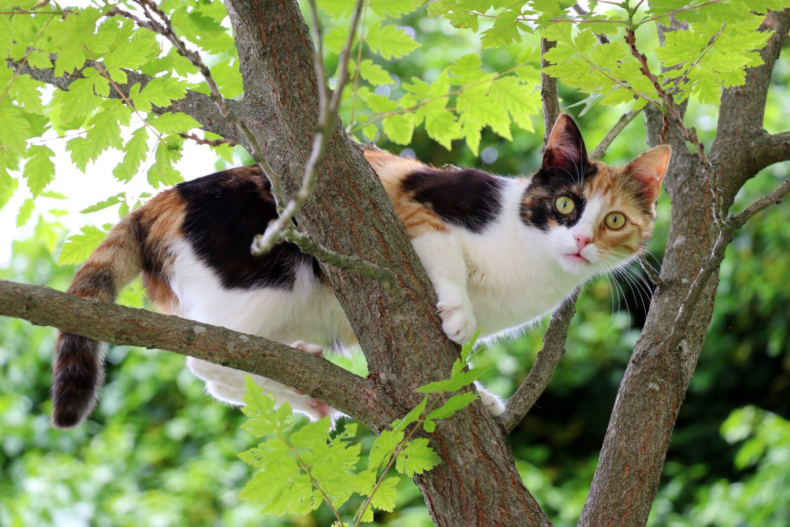 Canon EOS 80D sample photo. Cat, three colored cat photography