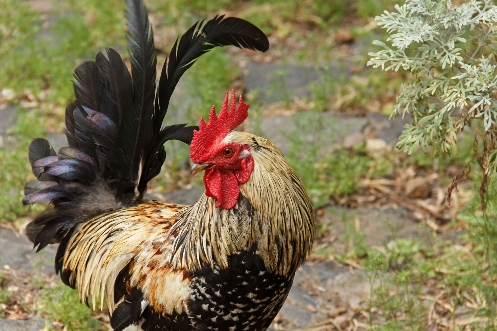 Canon EOS 550D (EOS Rebel T2i / EOS Kiss X4) sample photo. Hahn, animal, domestic chicken photography