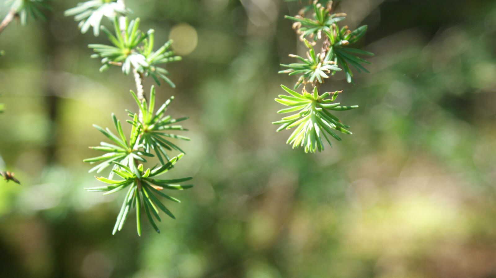 Sony Alpha DSLR-A350 sample photo. Branch, tree, forest photography