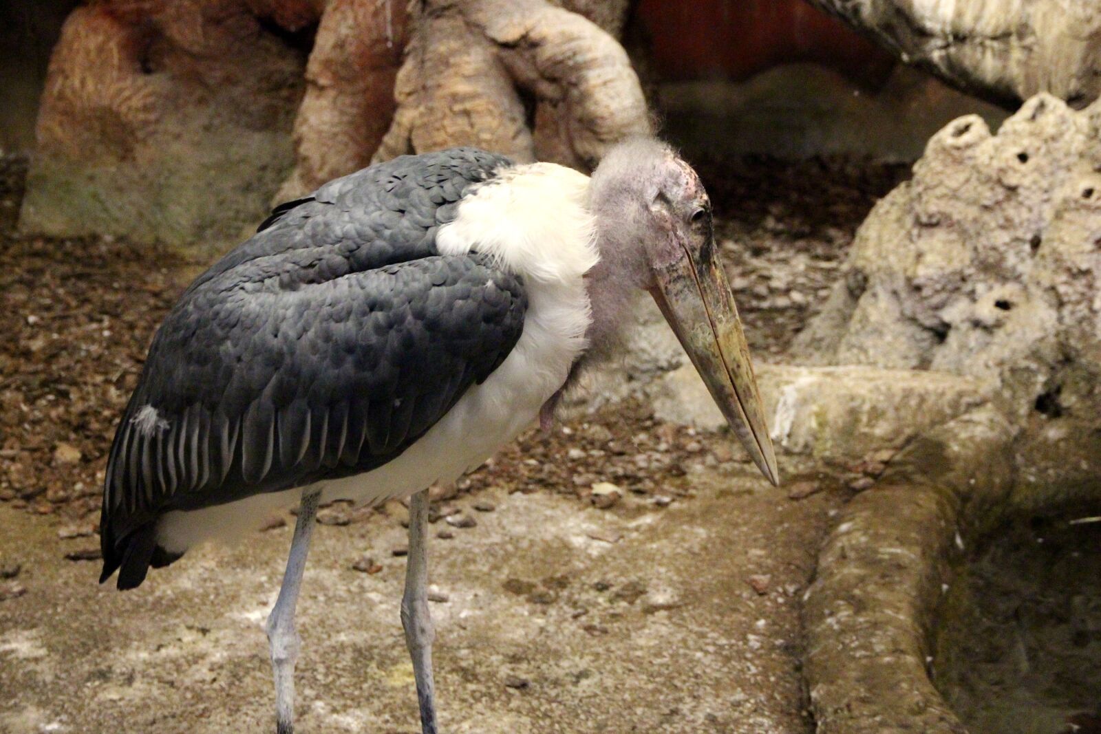 Canon EOS 650D (EOS Rebel T4i / EOS Kiss X6i) sample photo. Marabou stork, leptoptilos crumeniferus photography