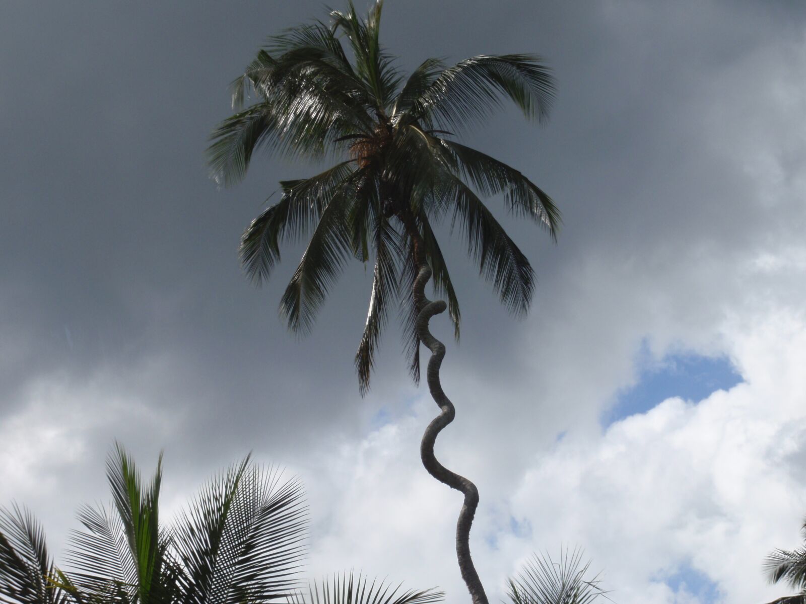 Olympus u1010,S1010 sample photo. Palm, zanzibar, nature photography