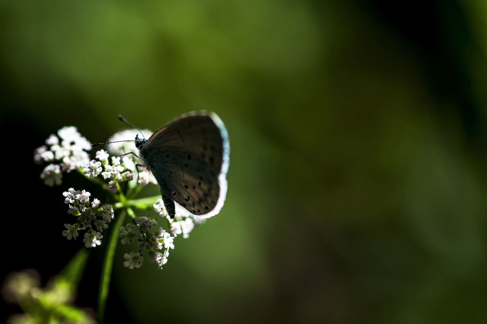 Nikon D700 sample photo. Nature, macro, insect photography