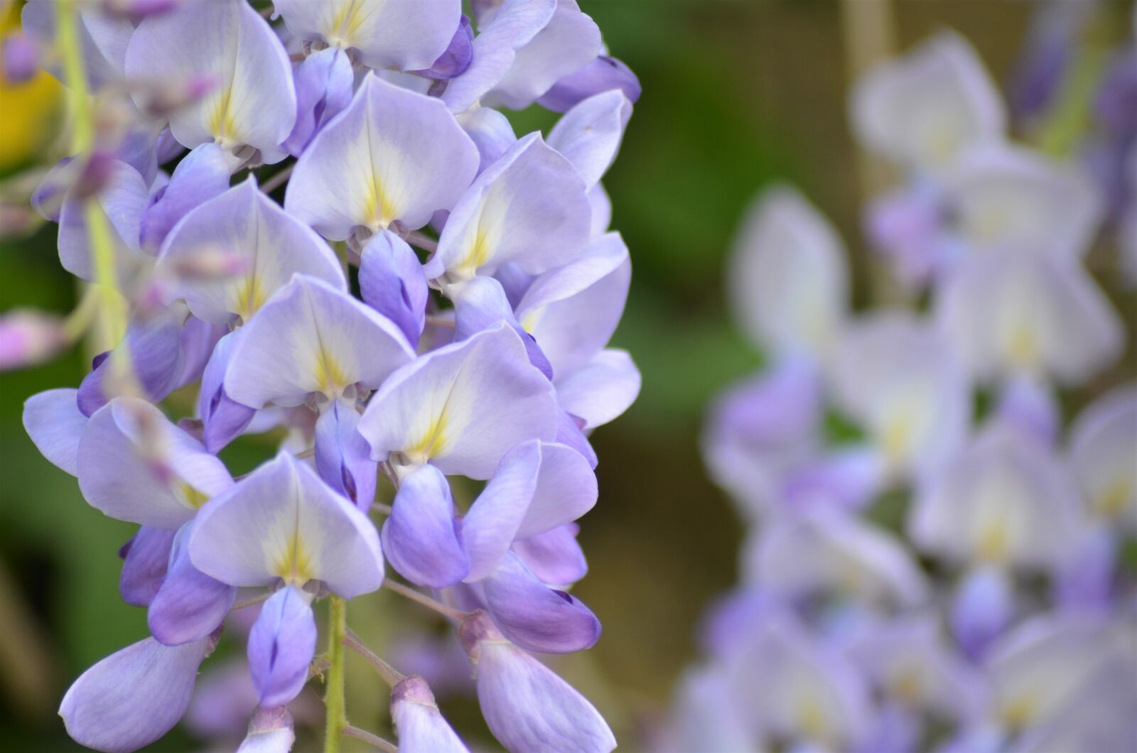 Nikon D5100 sample photo. Glycine, flower, flowers photography