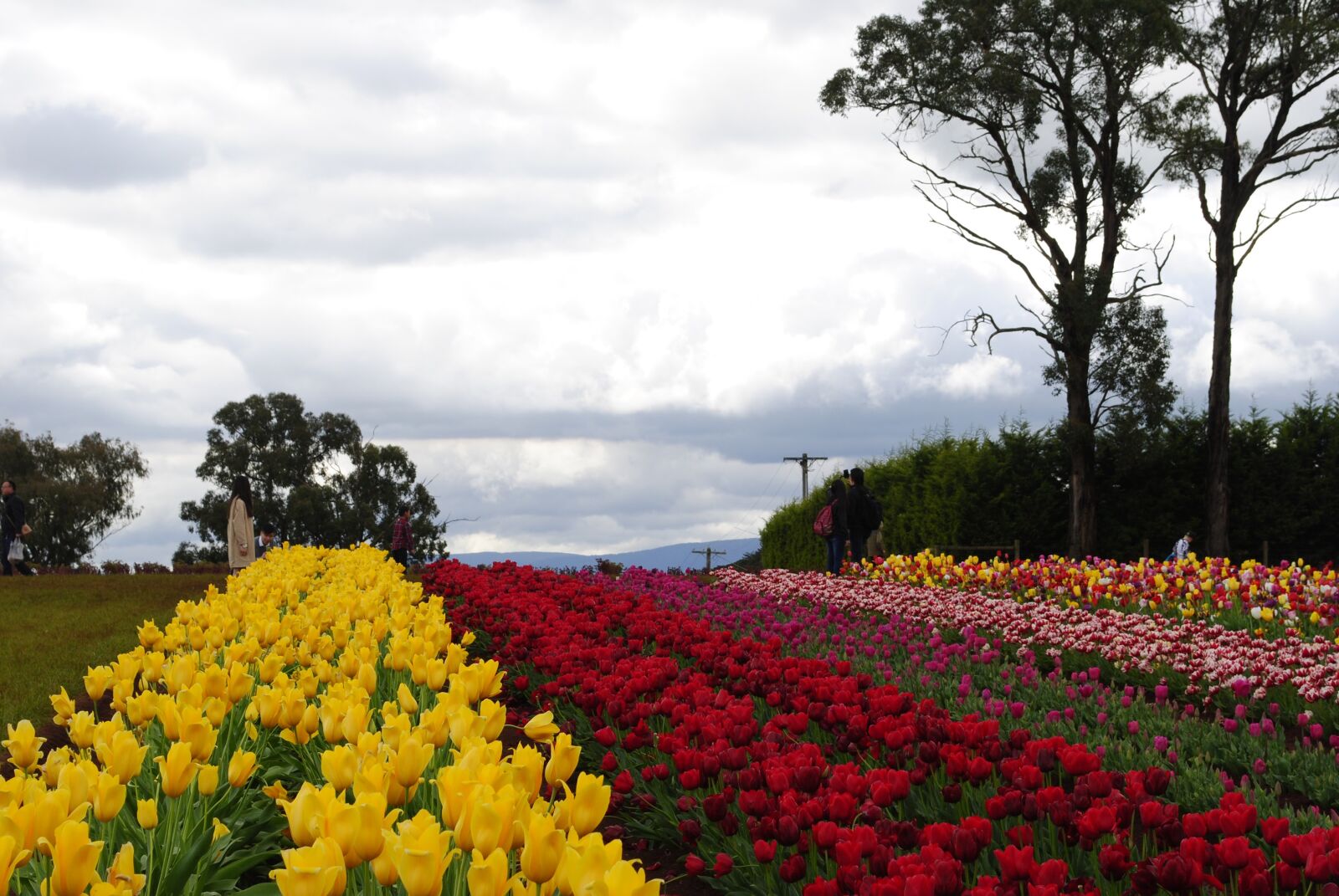Nikon D3000 sample photo. Tulip, nature, landscape photography