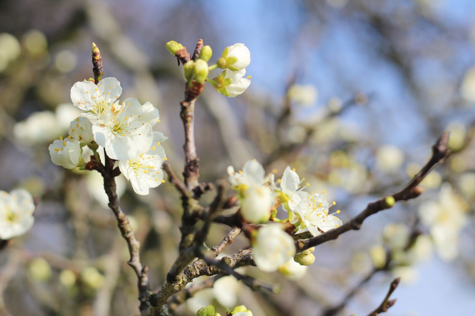 Canon EOS 1300D (EOS Rebel T6 / EOS Kiss X80) + Canon EF 50mm F1.8 STM sample photo. Damson, damson blossom, spring photography