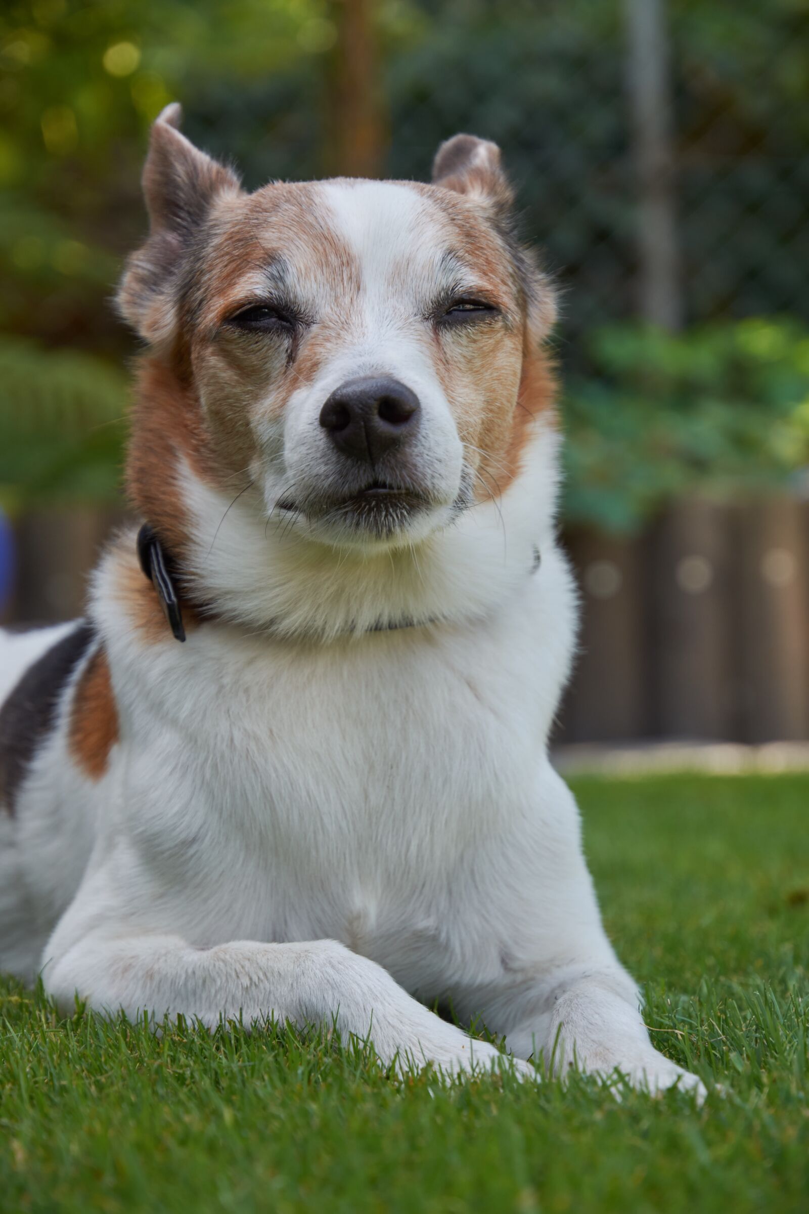Nikon D7200 sample photo. Dog, mammal, animal photography