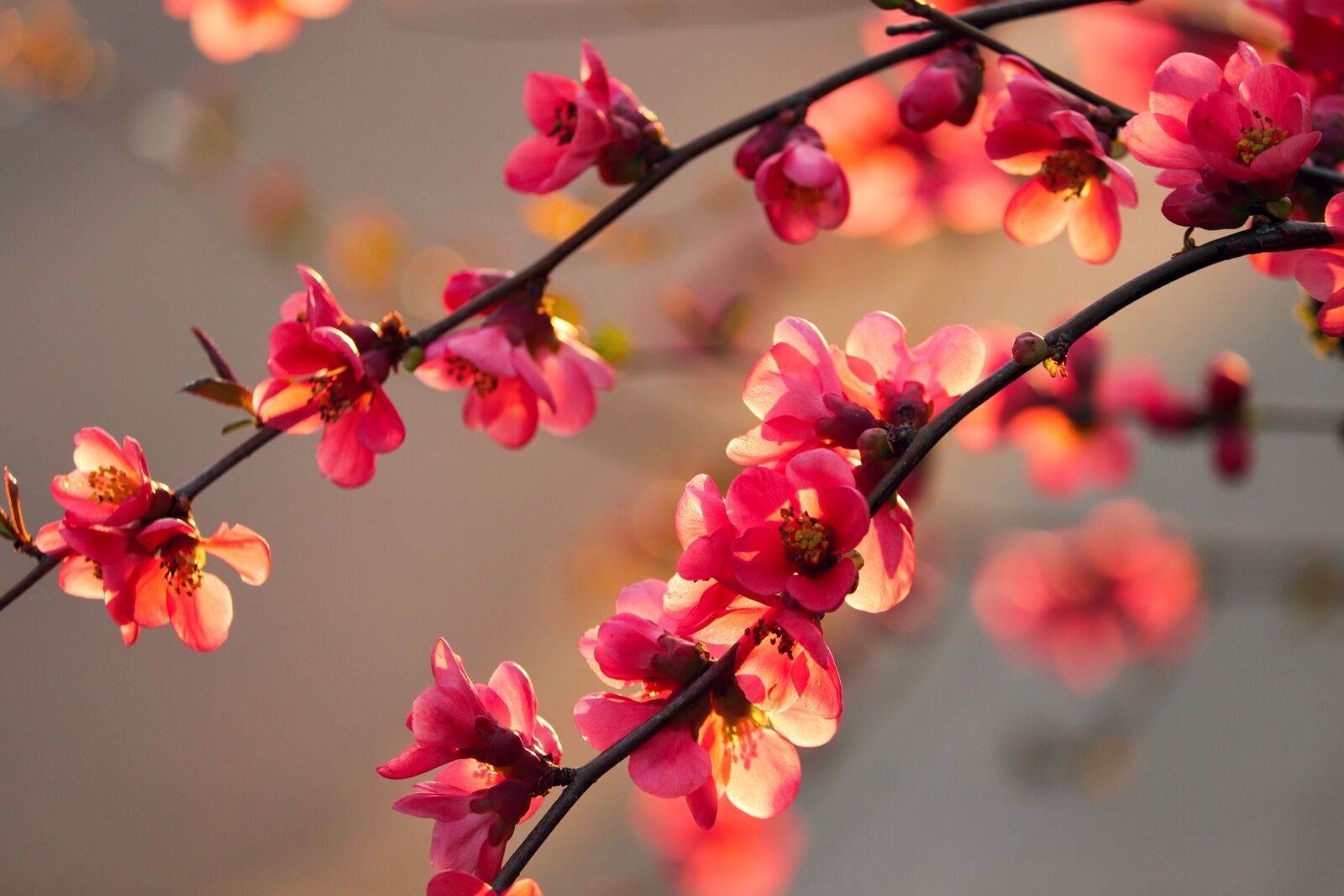 Canon EOS 200D (EOS Rebel SL2 / EOS Kiss X9) sample photo. Ornamental quince, flowers, bush photography