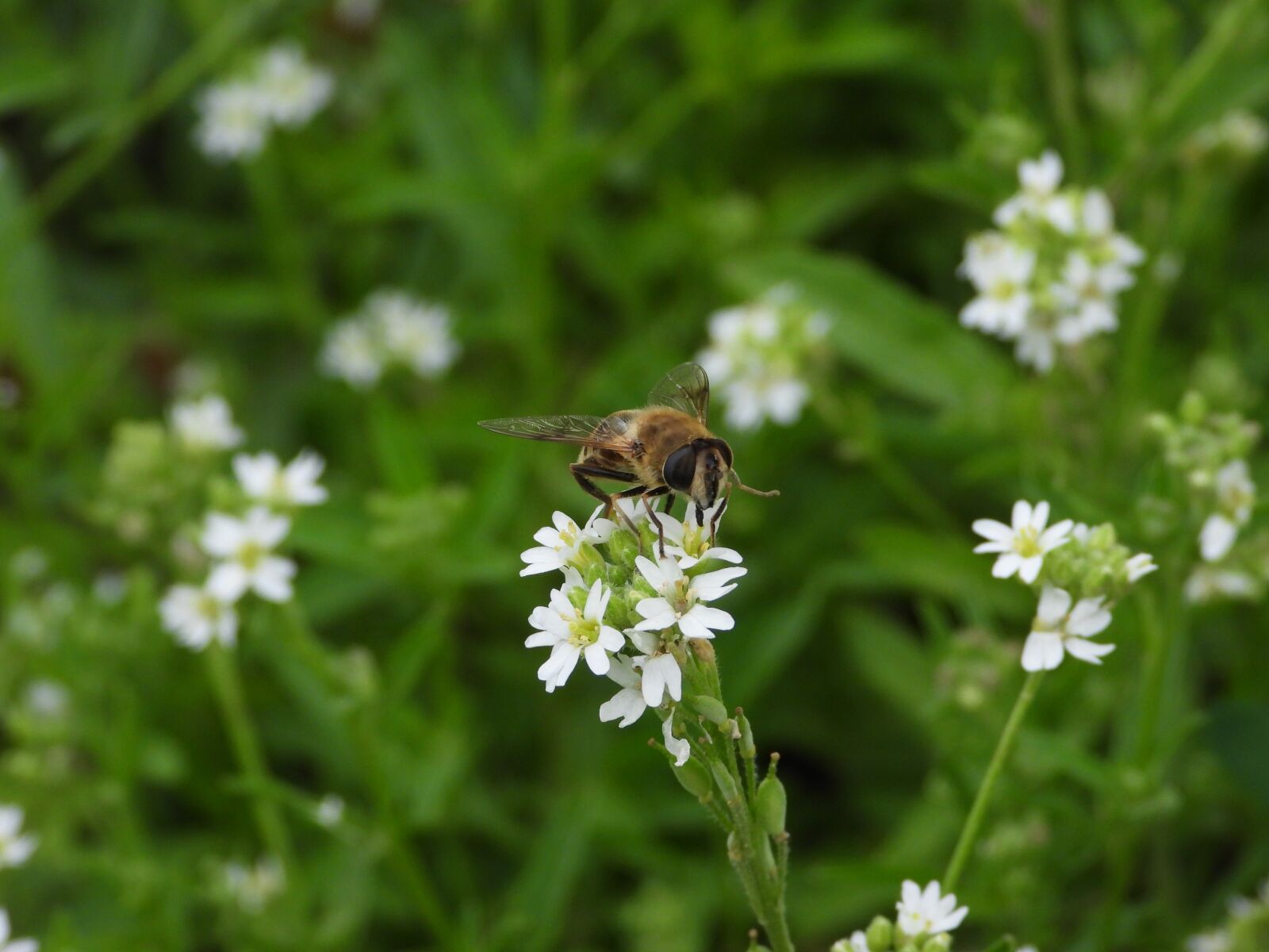 Nikon Coolpix P1000 sample photo. Osa, bee, insect photography