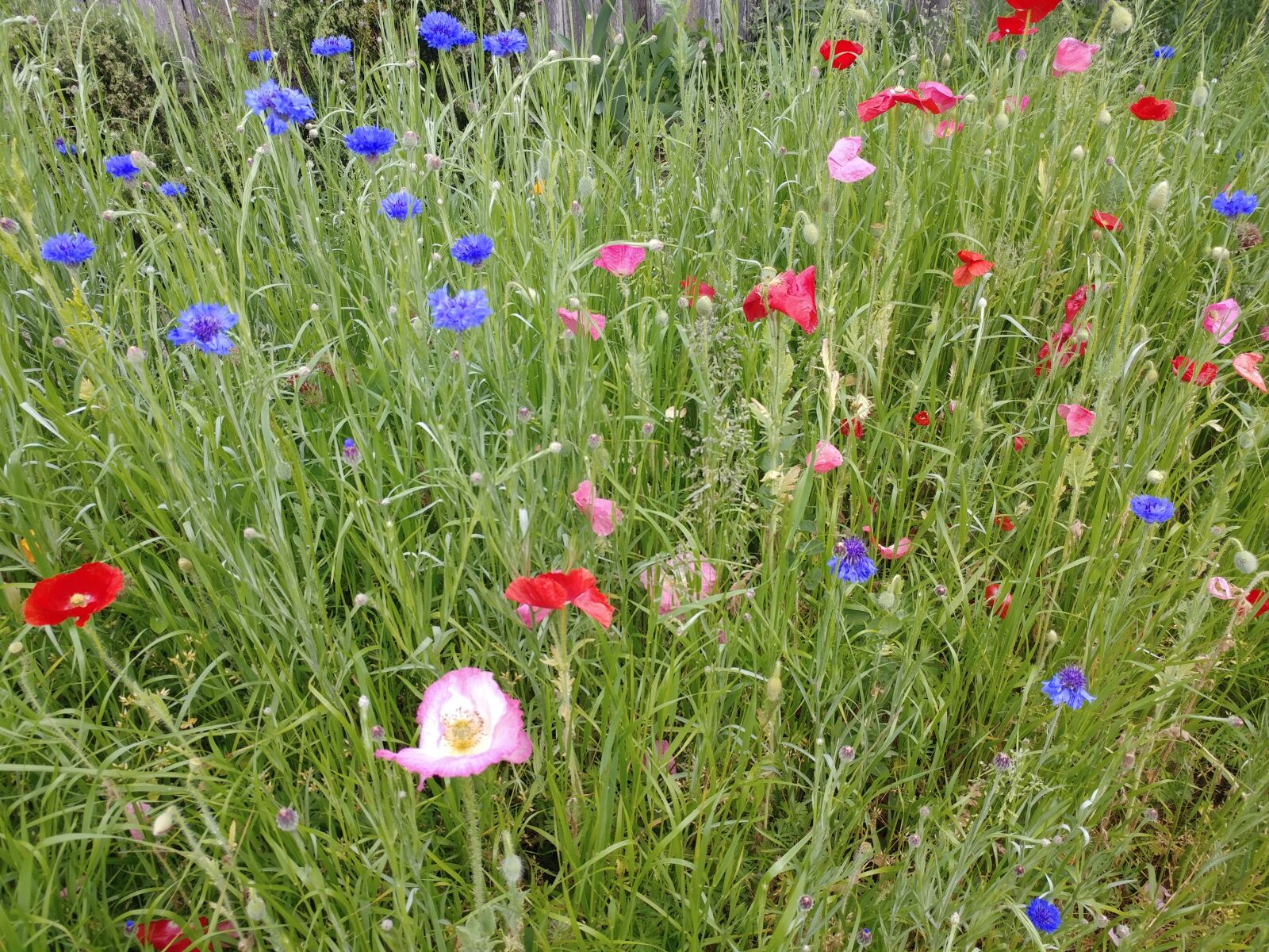 LG V20 sample photo. Wildflowers, bloom, petals photography