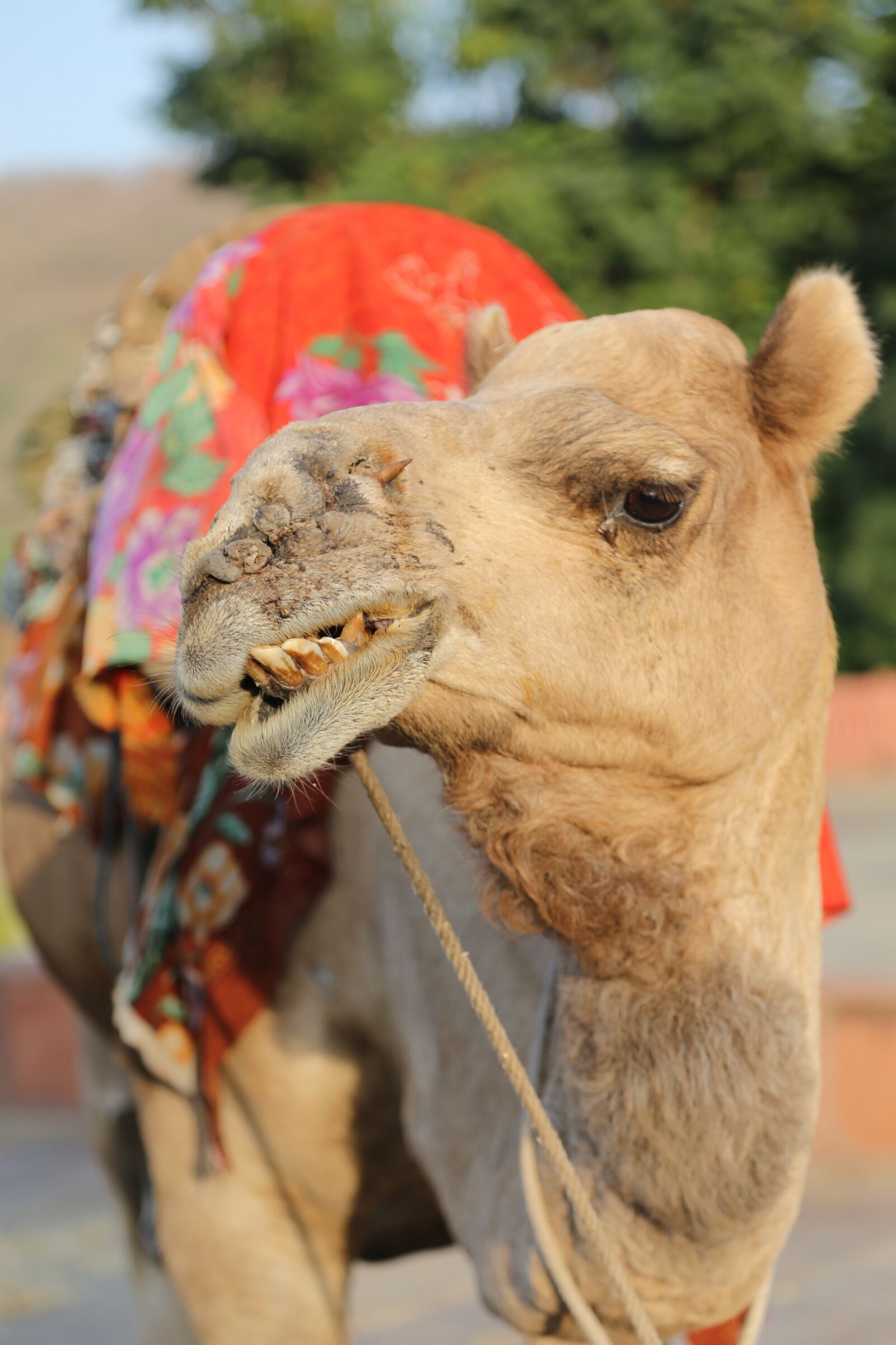 Canon EOS 6D + Canon EF 24-105mm F4L IS USM sample photo. Camel, desert, animal photography