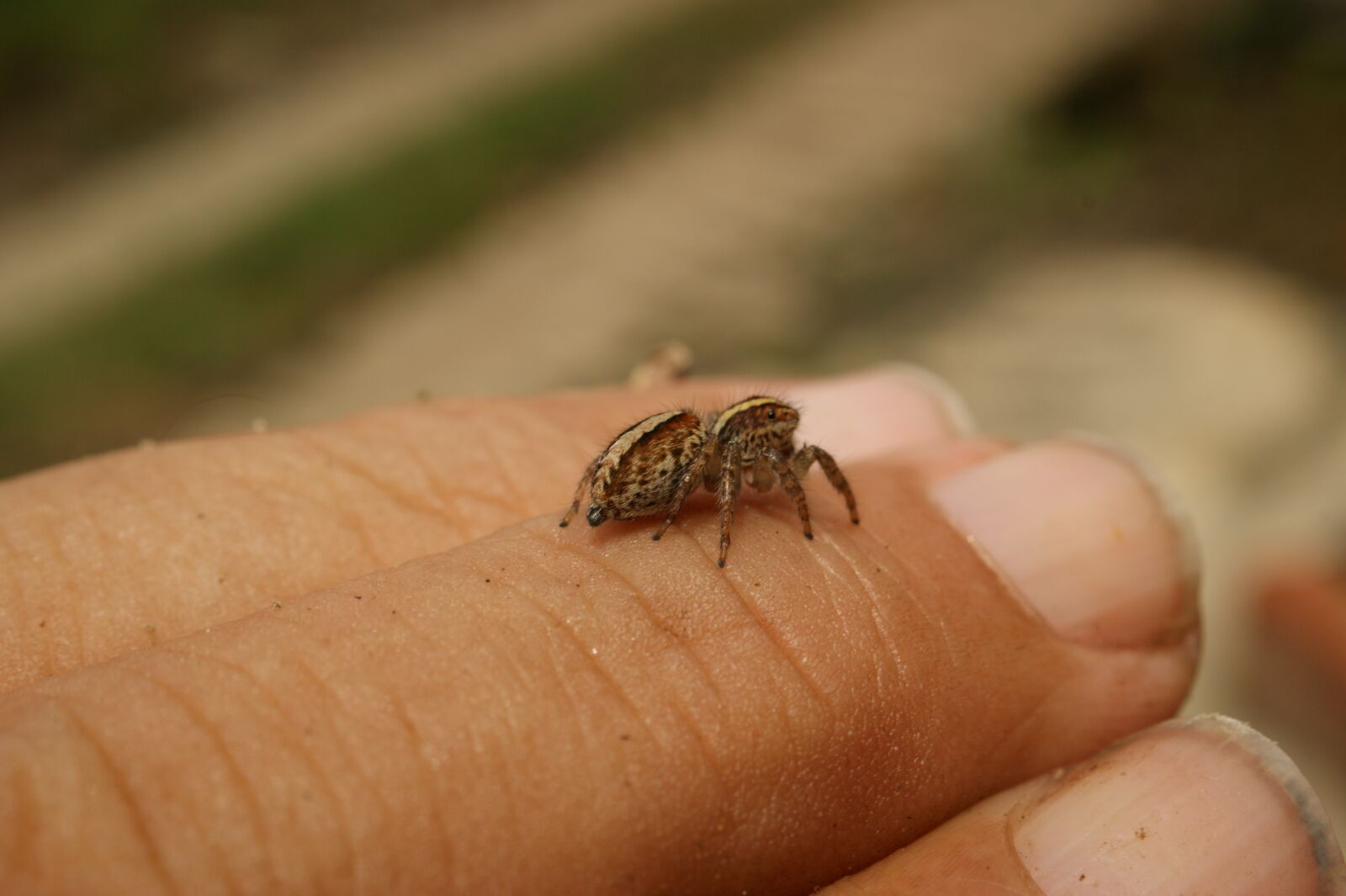 Sony Alpha DSLR-A390 sample photo. Nature, insects, spider photography