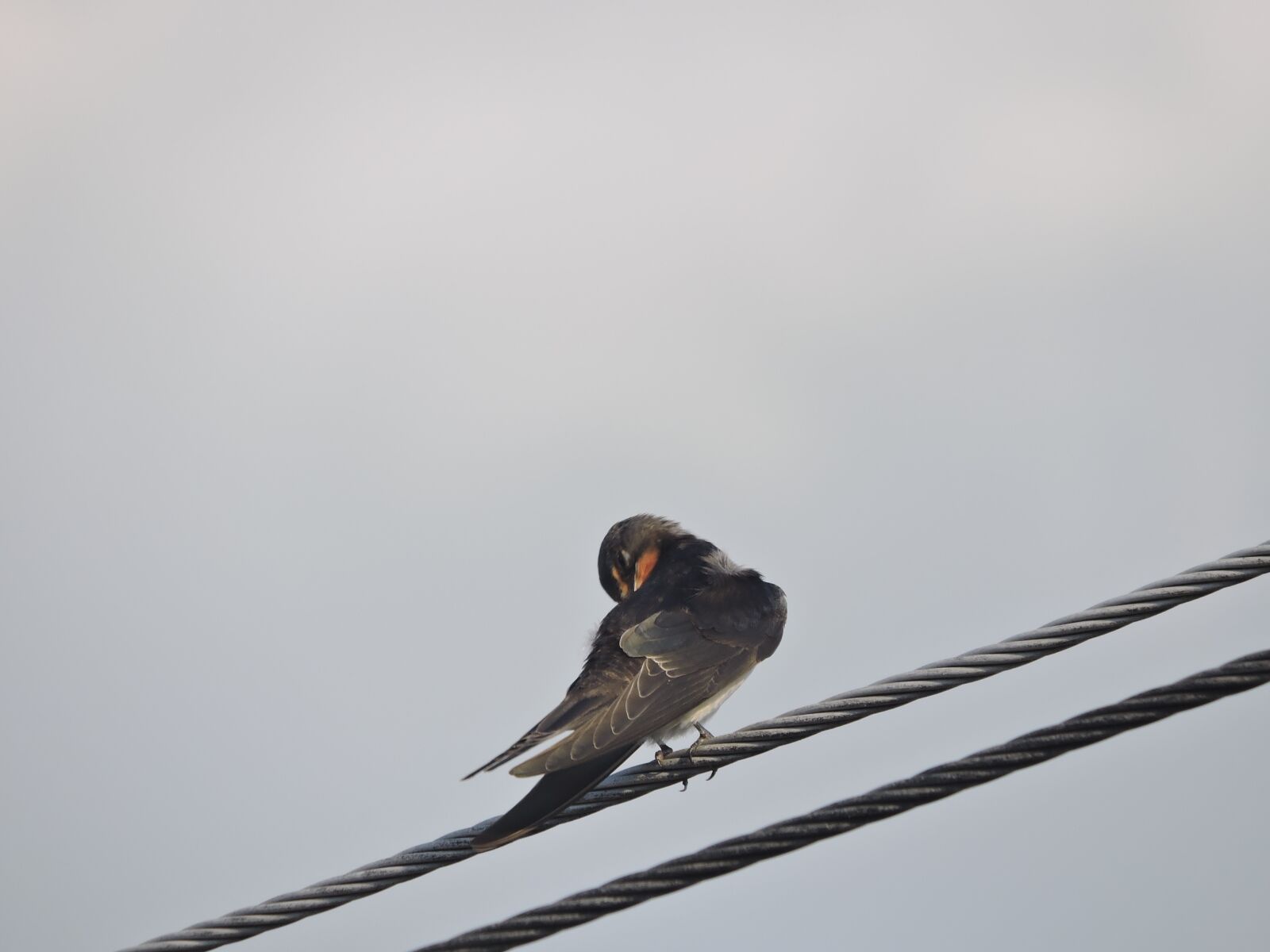 Nikon Coolpix P600 sample photo. Swallow, wires, bird photography