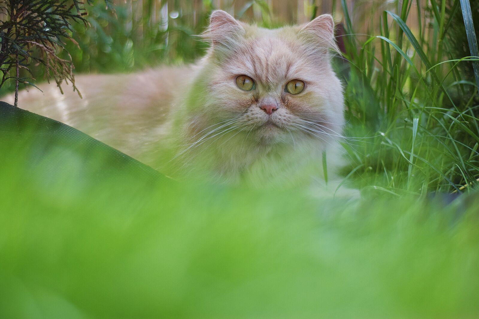 Nikon D5300 sample photo. Cat, persian cat, my photography