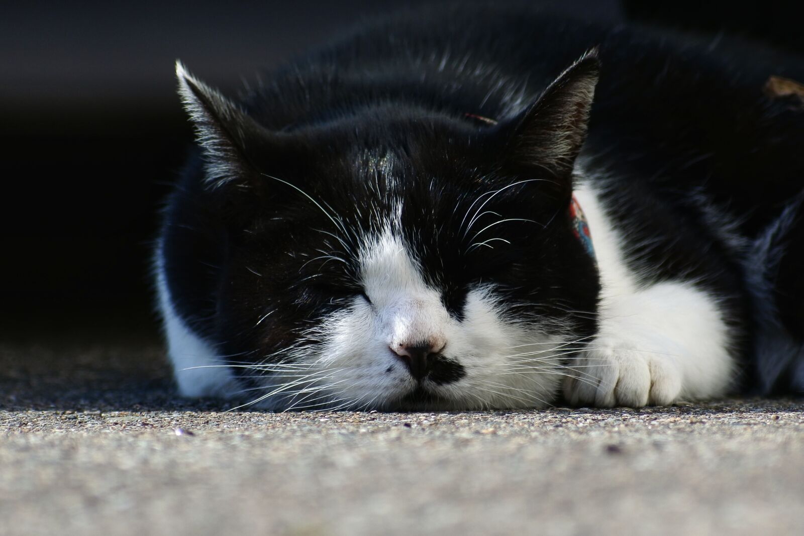 VR 70-300mm f/4.5-6.3G sample photo. Animal, pet, cat photography