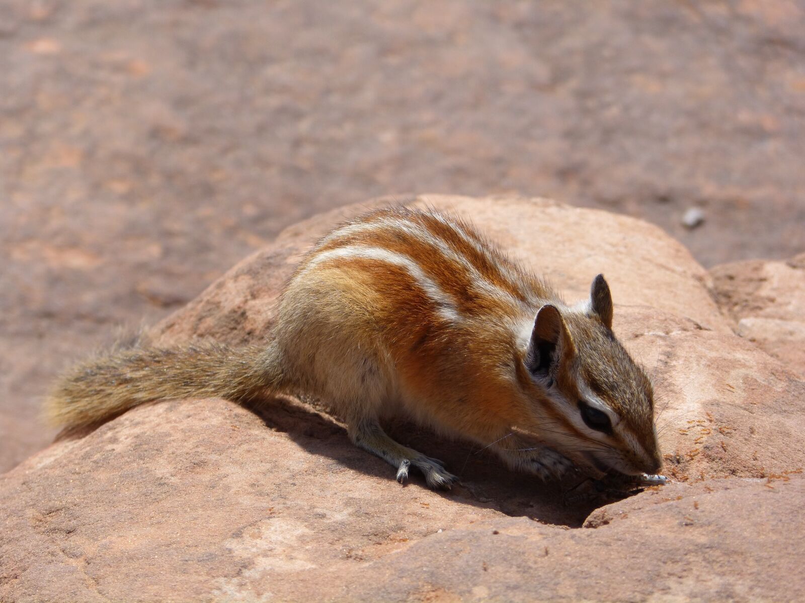 Panasonic DMC-FZ62 sample photo. Travel, usa, squirrel photography