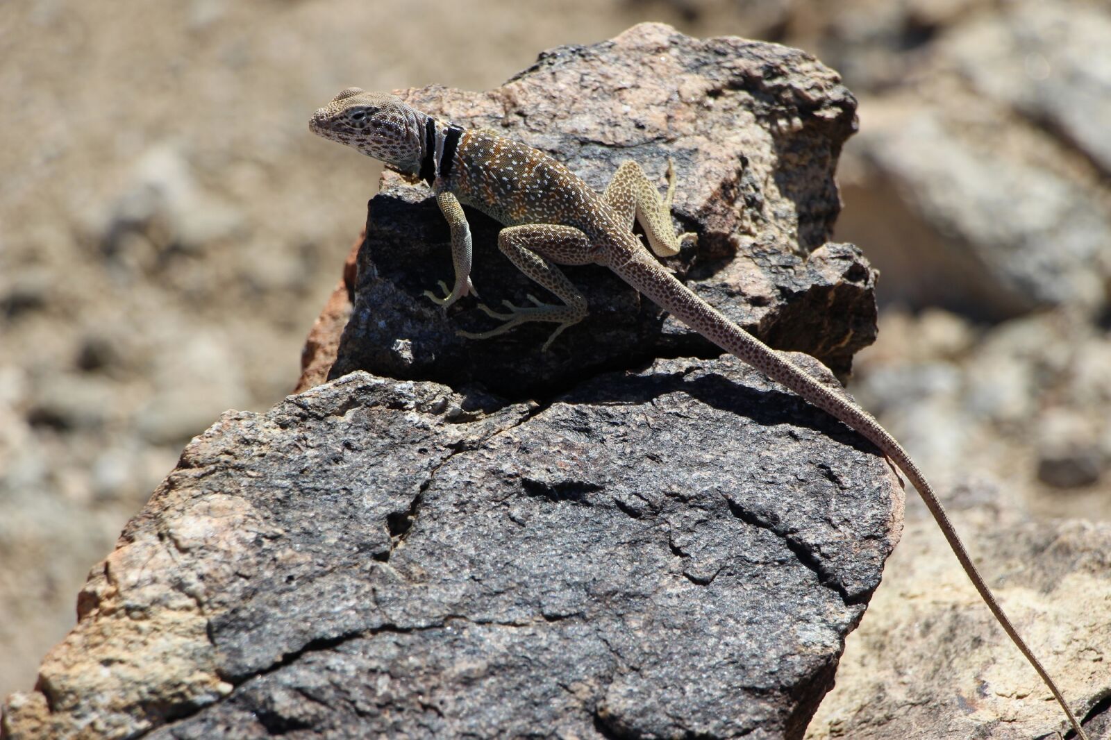 Canon EOS 700D (EOS Rebel T5i / EOS Kiss X7i) sample photo. Collared lizard, reptile, portrait photography