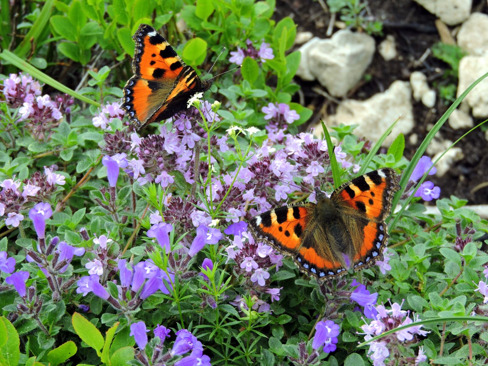 Nikon Coolpix P600 sample photo. Butterfly, flowers, butterflies photography