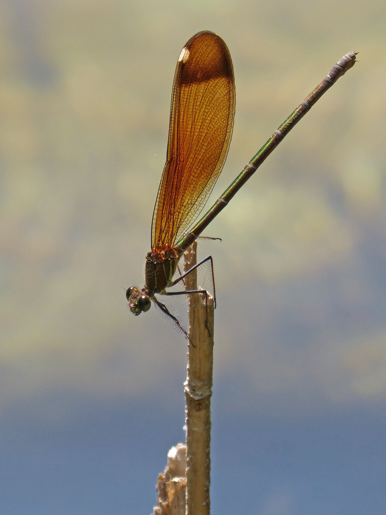 Panasonic DMC-FZ62 sample photo. Dragonfly, damselfly, black dragonfly photography