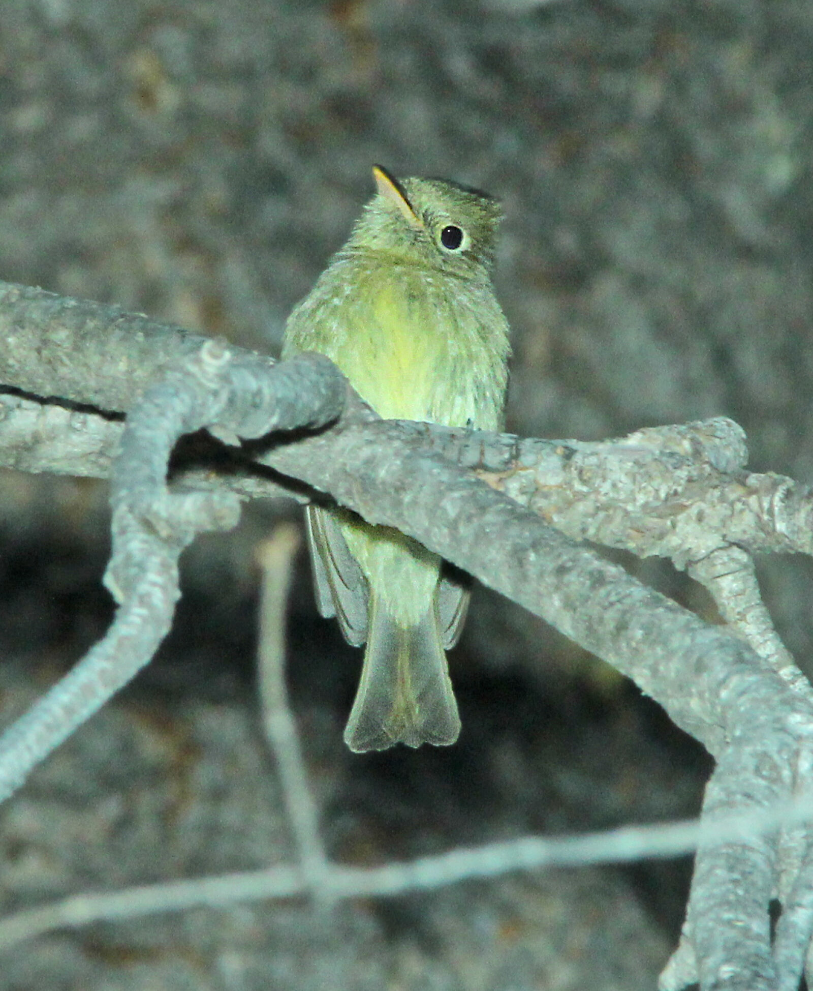 Canon EF 300mm F4L IS USM sample photo