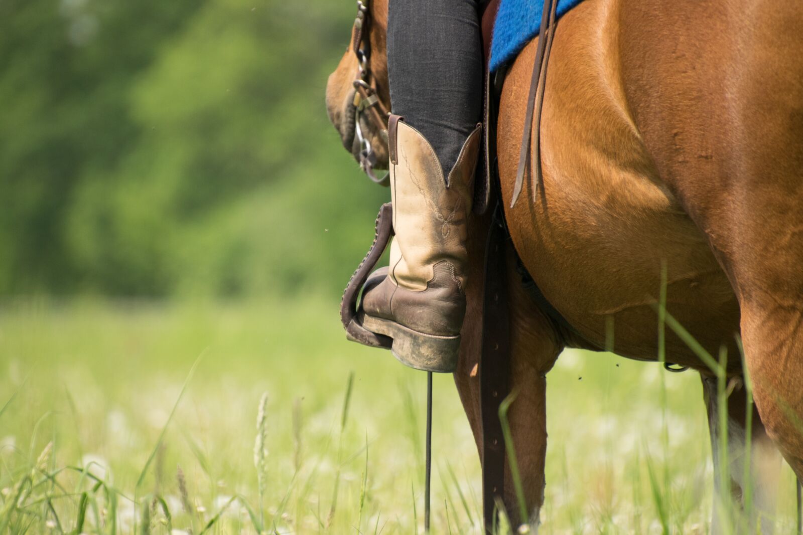 Nikon D3300 sample photo. Cavalry, nature, grass photography