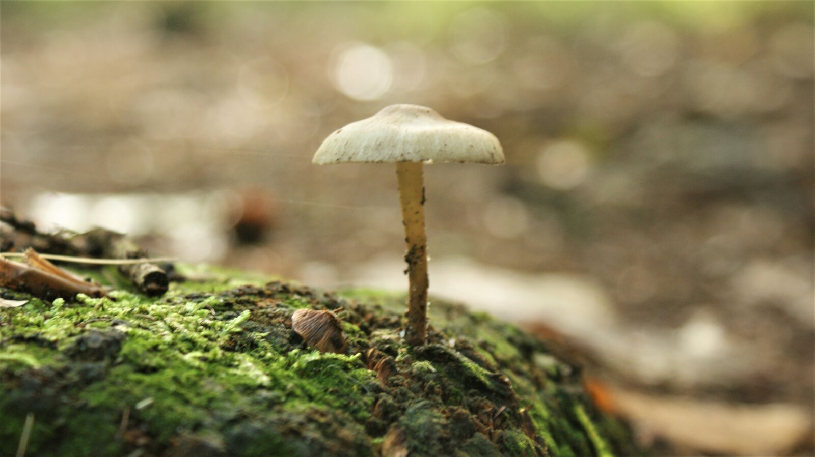 Sony Alpha DSLR-A350 sample photo. Mushroom, magic, wild photography