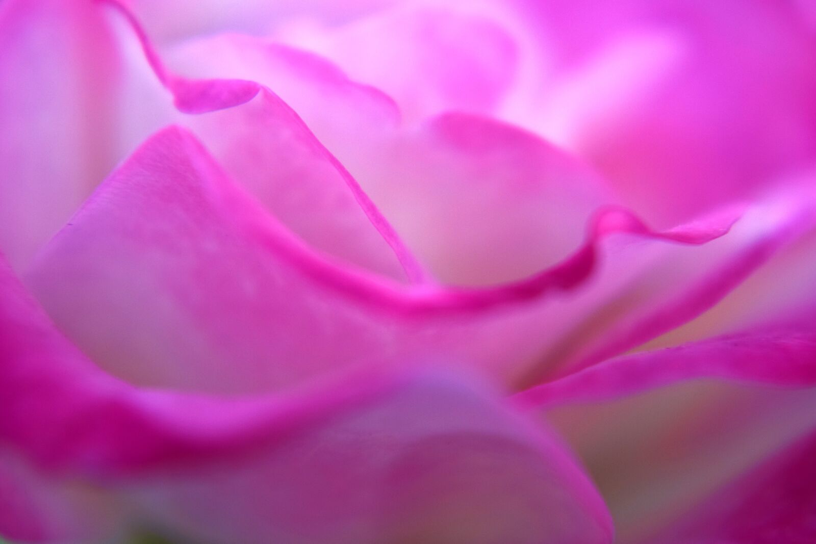 Nikon D5300 sample photo. Pink, white, rose photography