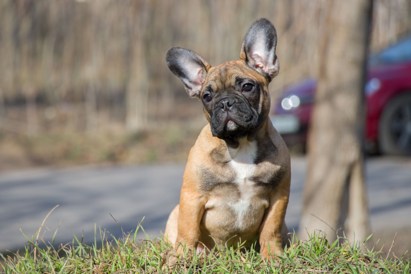 Canon EF-S 18-135mm F3.5-5.6 IS USM sample photo. French bulldog, funny, puppy photography