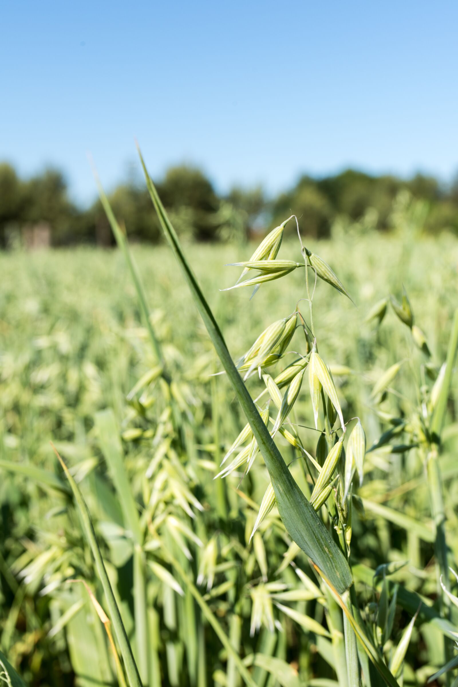 Nikon D810 sample photo. Oats, field, organic farmer photography