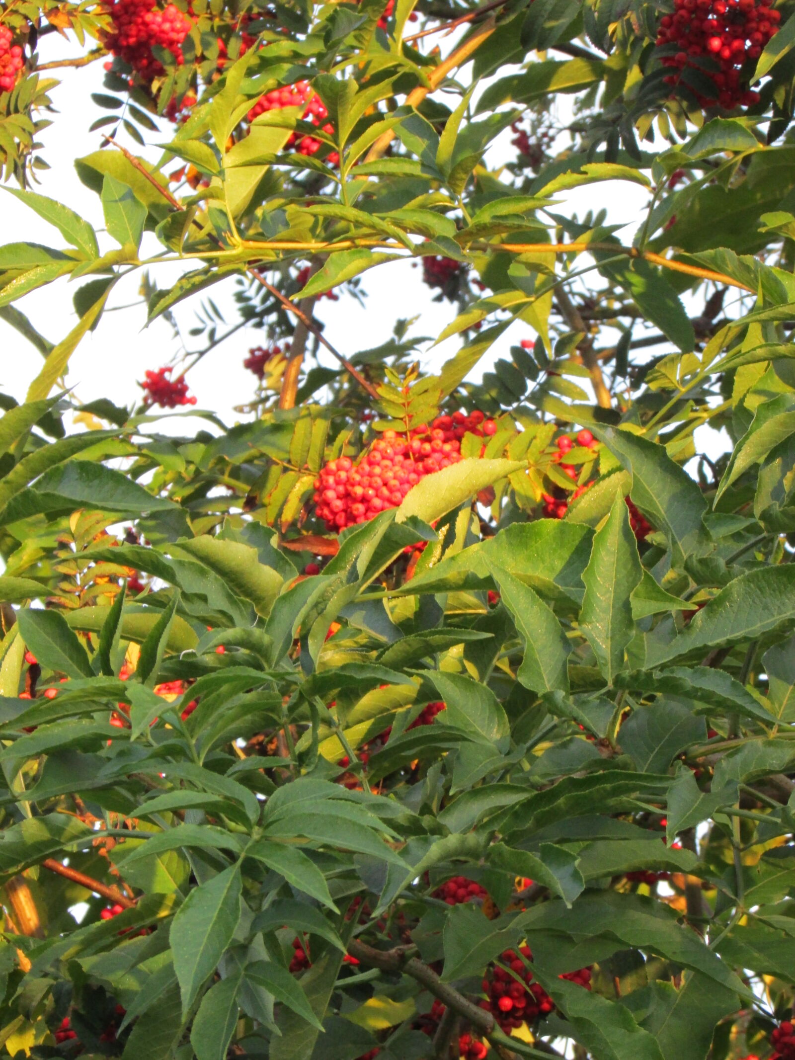 Canon PowerShot SX500 IS sample photo