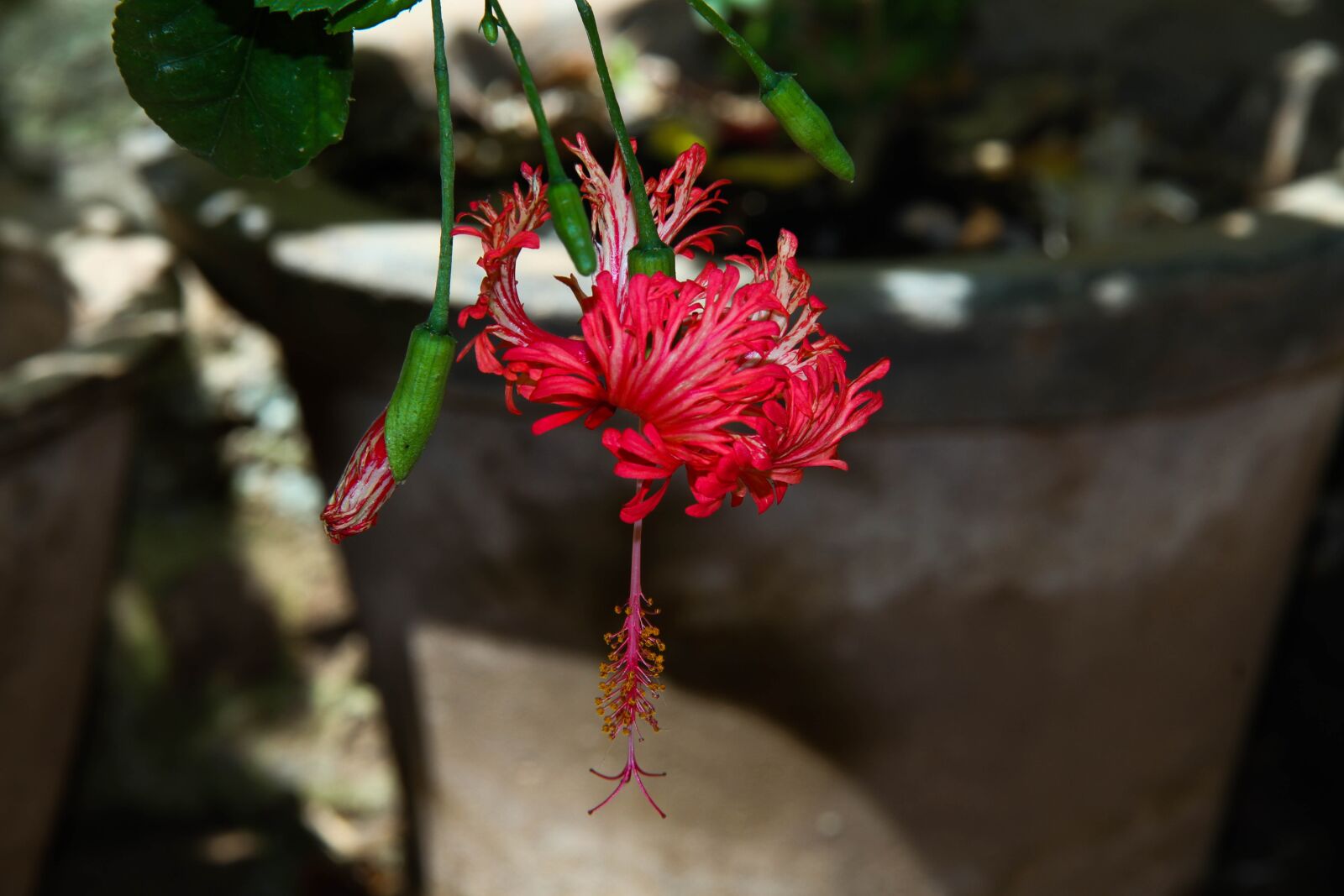 Canon EOS 7D sample photo. Hibiscus, bell hibiscus, flower photography