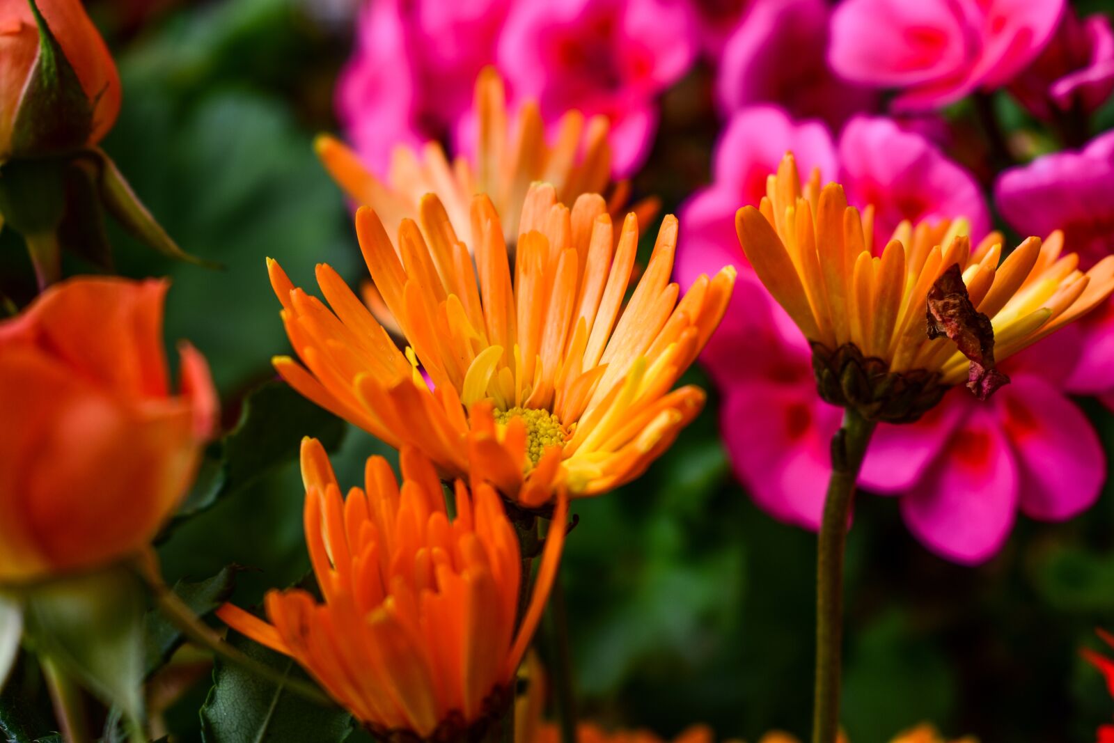 Nikon D3400 sample photo. Flower, nature, plant photography